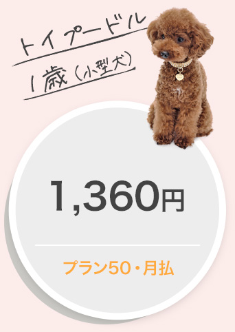 トイプードル１歳（小型犬）1,360円プラン50・月払