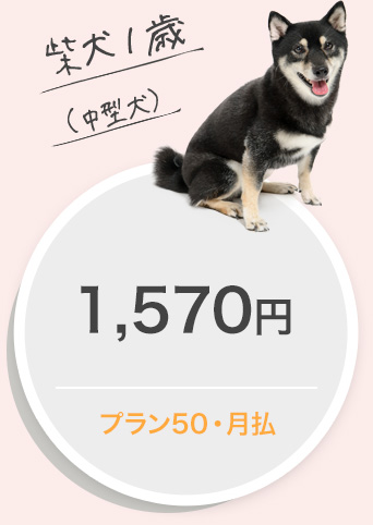 柴犬１歳（中型犬）1,570円プラン50・月払