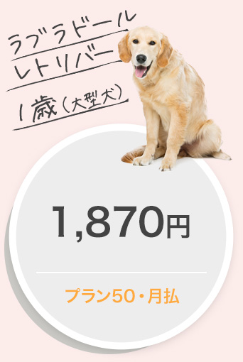 ラブラドールレトリバー１歳（大型犬）1,870円プラン50・月払