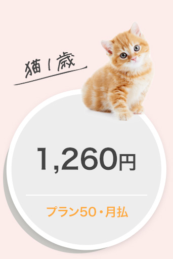 猫１歳1,260円プラン50・月払
