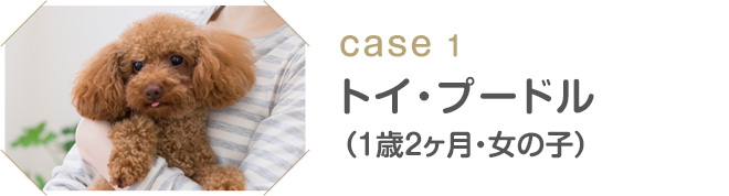 case1 トイ・プードル（1歳2ヶ月・女の子）