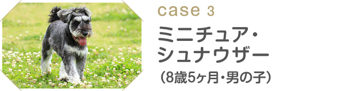 case3 ミニチュア・シュナウザー（8歳5ヶ月・男の子）
