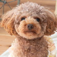 トイ・プードル