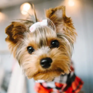 ヨークシャーテリア