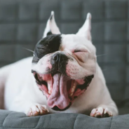 フレンチブルドッグ