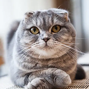 スコティッシュフォールド