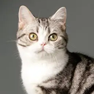 アメリカンショートヘアー