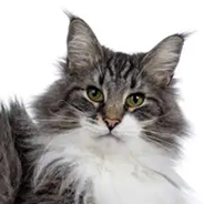 ノルウェージャンフォレストキャット