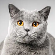 ブリティッシュショートヘアー