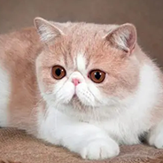 エキゾチックショートヘアー