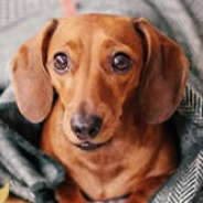 ミニチュアダックスフンド