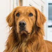 ゴールデンレトリーバー