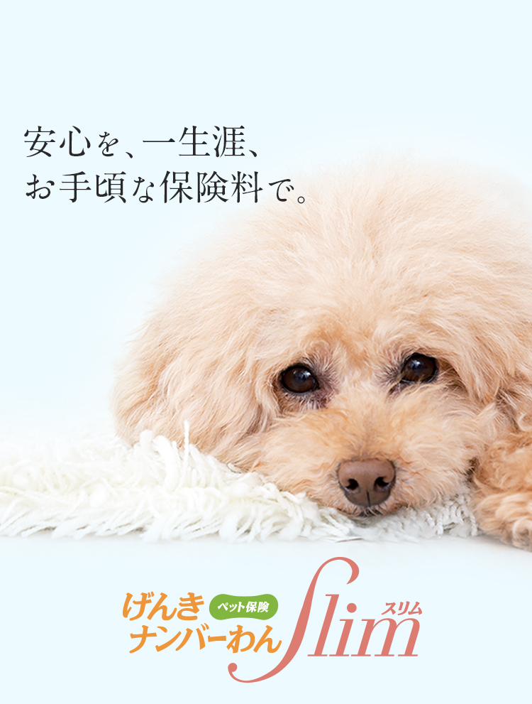 やっぱり保険料は安さ？補償額は高い方が良い？手術・入院で十分？　ペット保険の新定番！ペット保険 げんきナンバーわんスリム　『げんきナンバーわんスリム』はペットの医療にかかった費用を幅広く補償し、大切な家族の健康をサポートするペット保険です。
