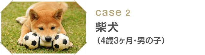 case2 柴犬（4歳3ヶ月・男の子）