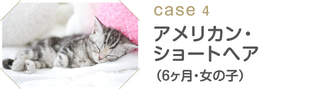 case4 アメリカン・ショートヘア（6ヶ月・女の子）