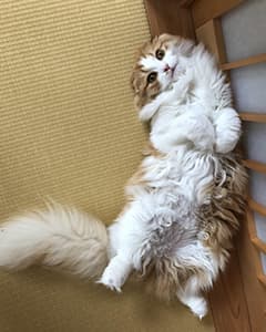 みかんちゃん