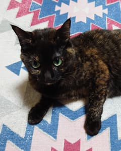 てんちゃん