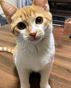 佐助ちゃん