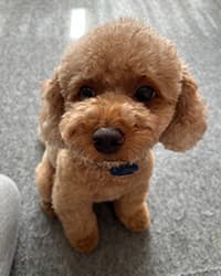 ウィニーちゃん