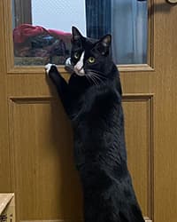 きく千代ちゃん