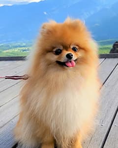 ぽんちゃん