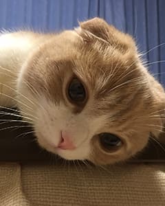 てんちゃん