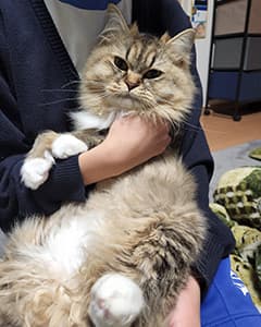 関ちゃん ムギちゃん