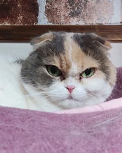 エビスちゃん