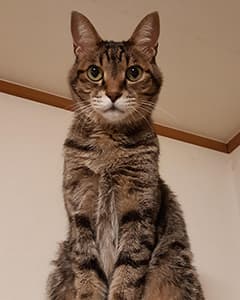 トラちゃん