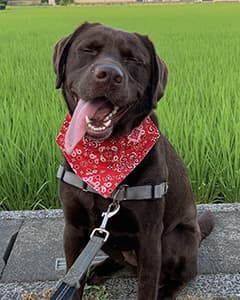Chrieちゃん