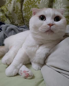 こまりちゃん