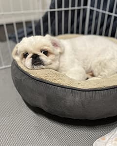 おこげちゃん
