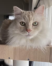 ミーティアちゃん