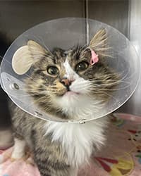 アンドレちゃん