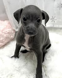 ルシェルちゃん