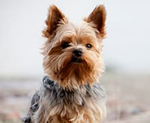 ヨークシャー・テリア