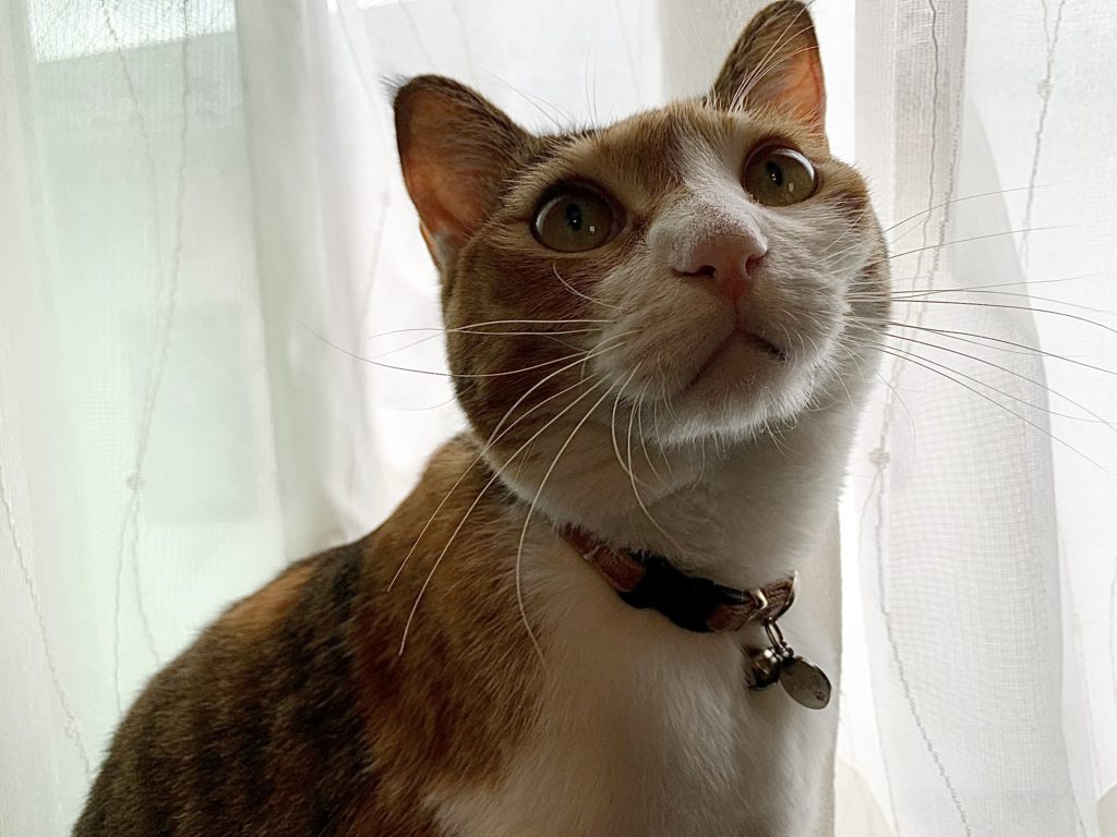 震災でペットとはぐれた。ペットと飼い主をつなぐ対策は?