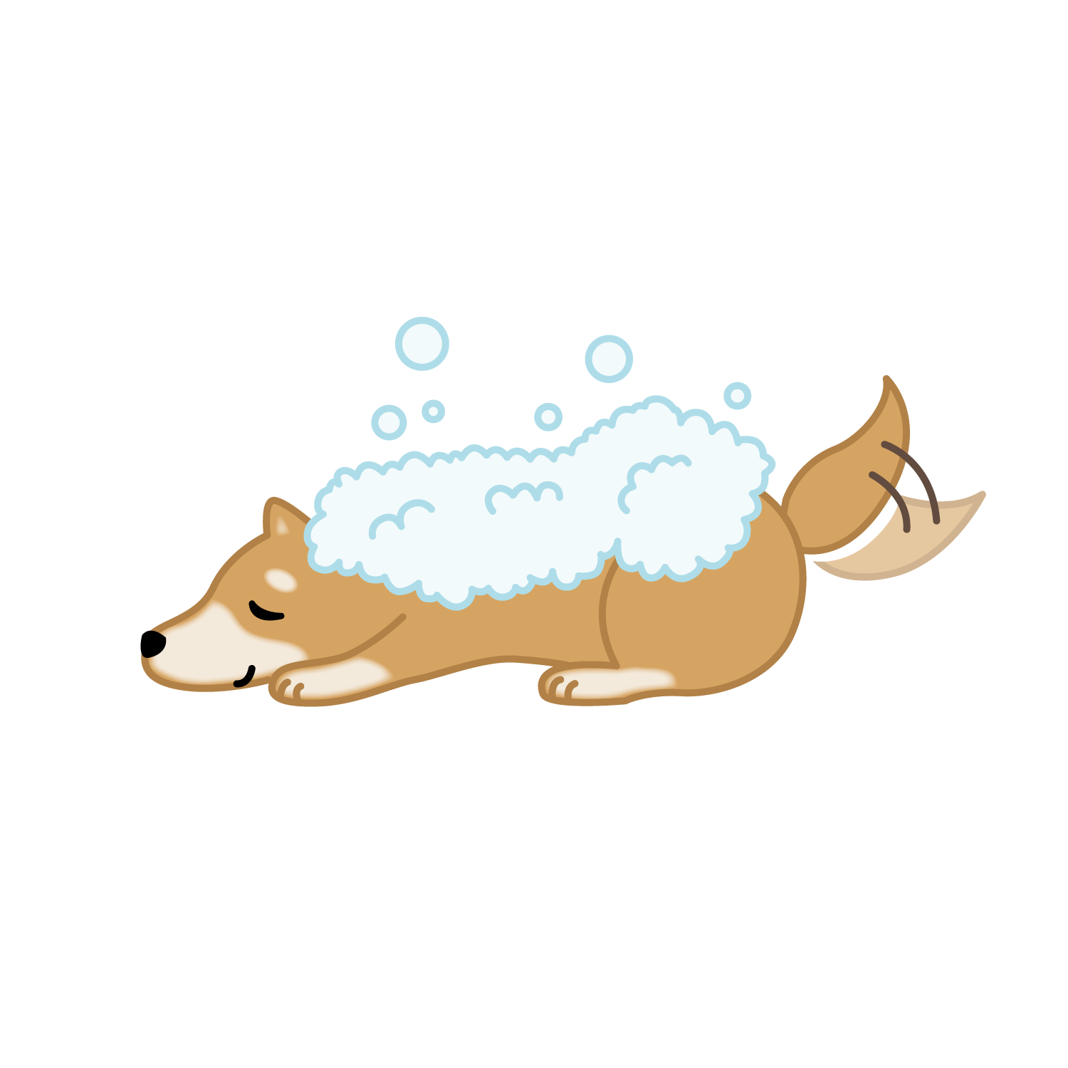 【獣医師監修】柴犬はアレルギー性皮膚炎になりやすい!おうちでできるケアと予防のポイントとは?