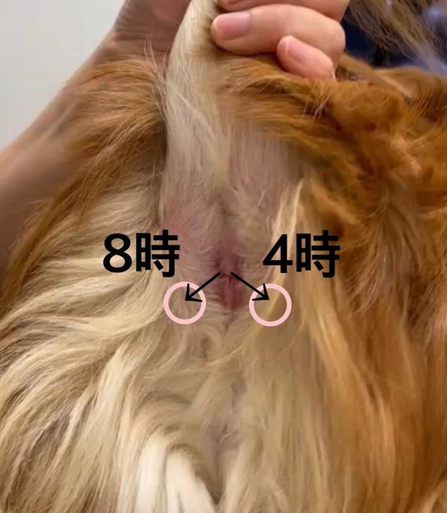 お家での日常ケアの方法/肛門腺絞り【動画あり】