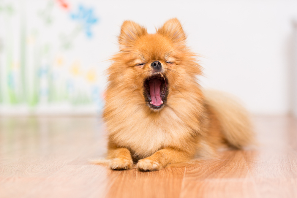 【プロドッグトレーナー監修】犬のストレスサインとストレス解消方法を解説