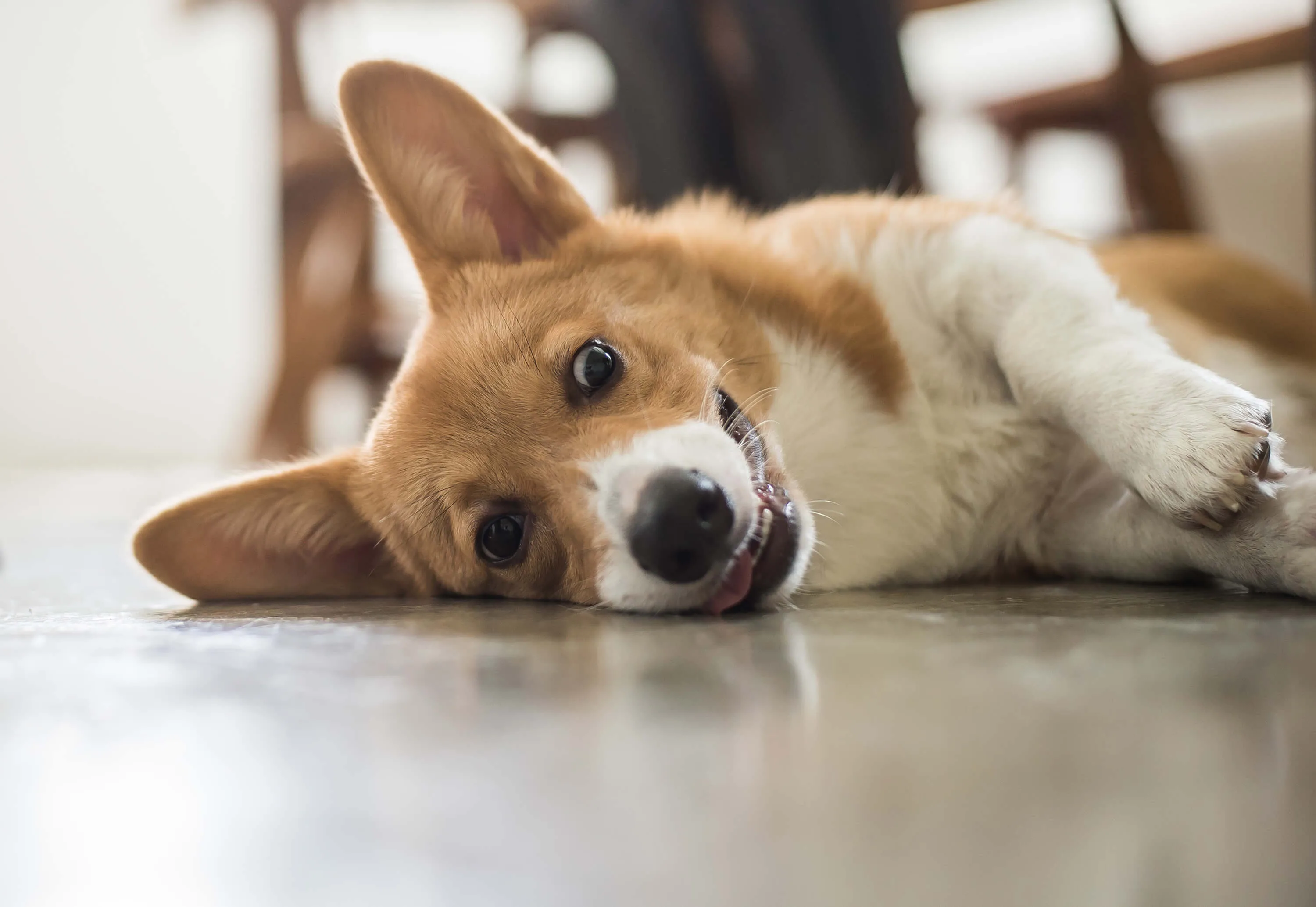 犬 うんち か たい