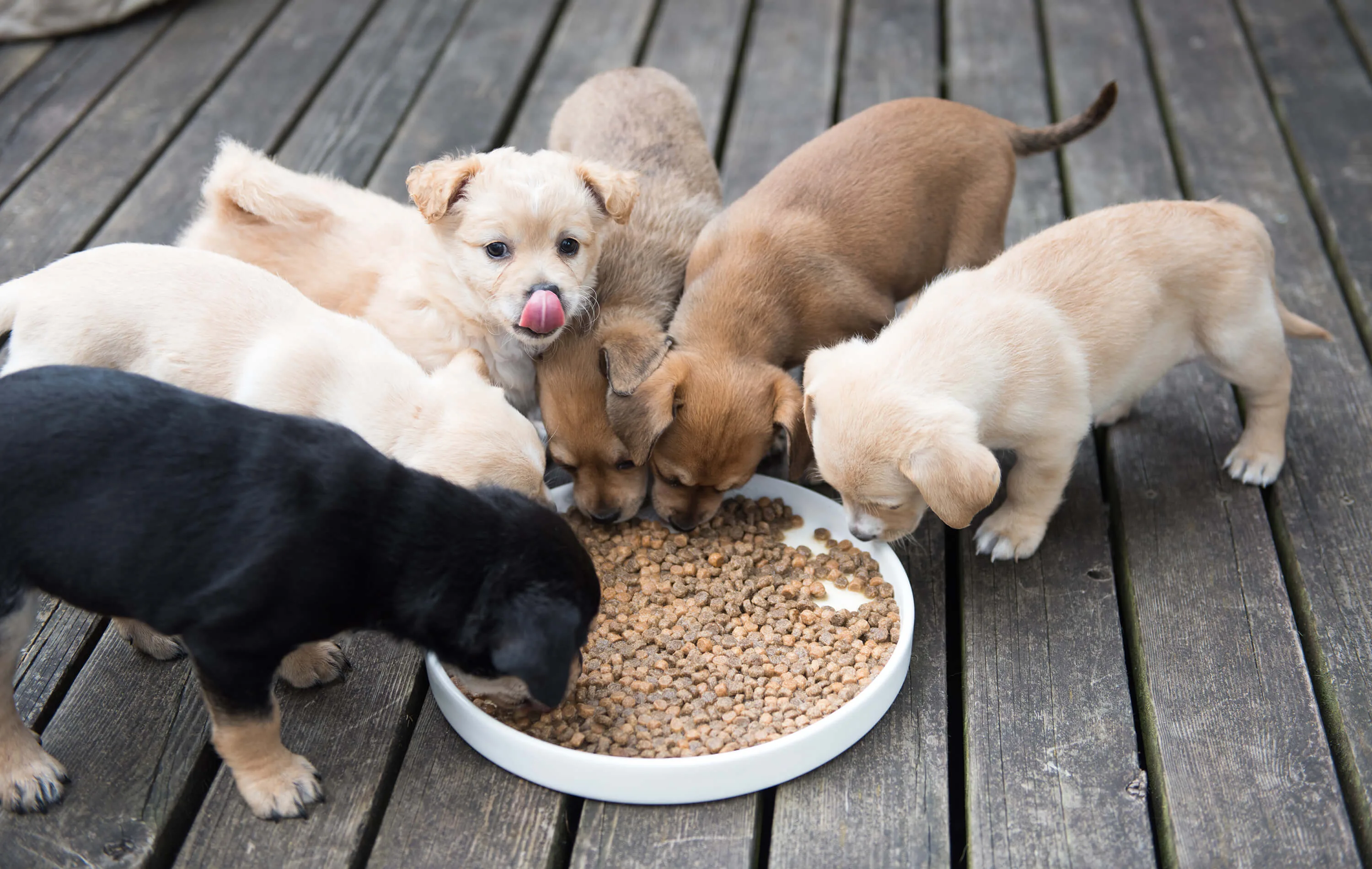 うんち の 回数 子犬