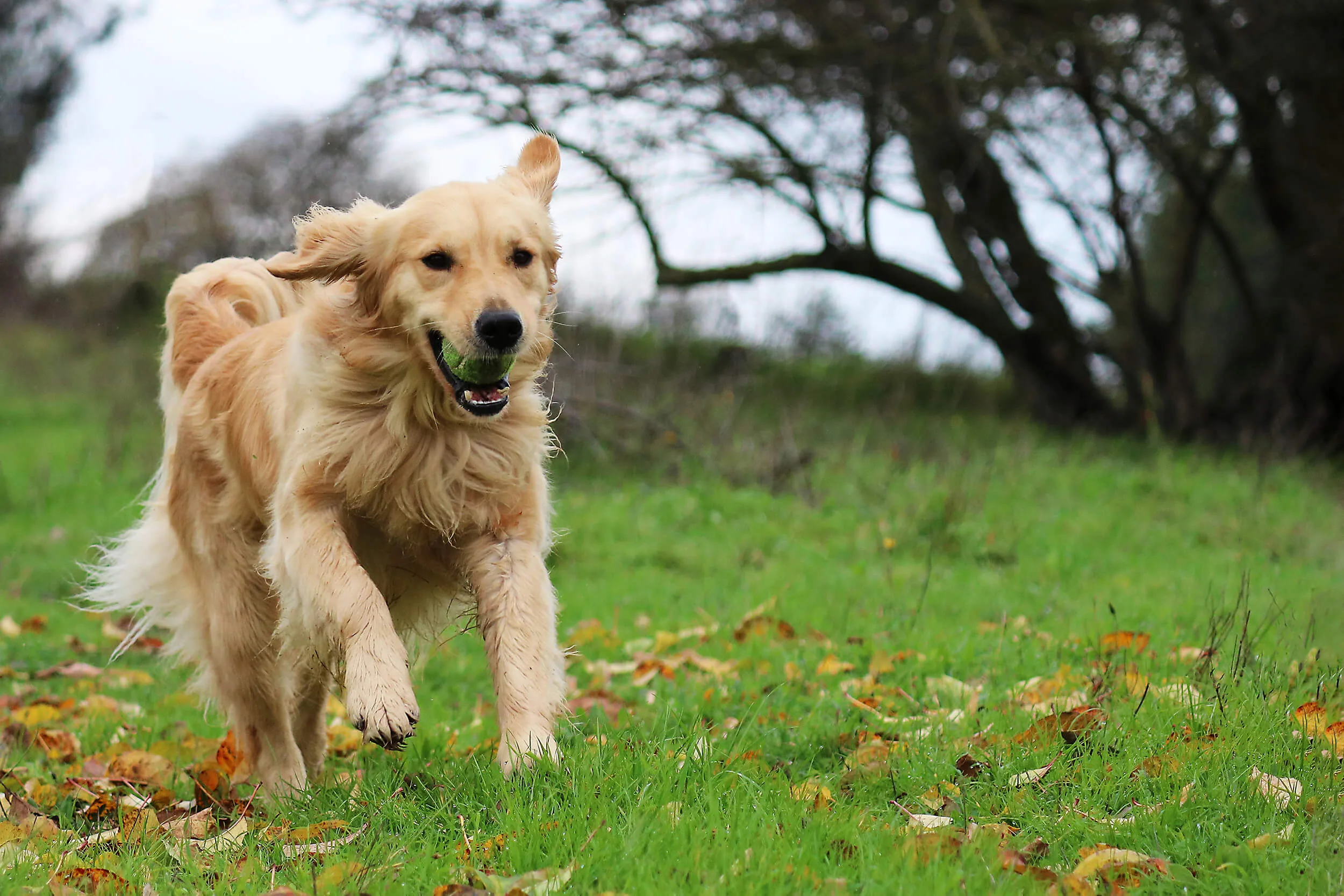 プロドッグトレーナー監修 犬は なぜ散歩をする必要があるのか ペットニュースストレージ ペット ファミリー損保