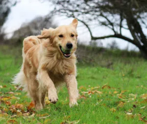 プロドッグトレーナー監修 犬は なぜ散歩をする必要があるのか ペットニュースストレージ ペット ファミリー損保