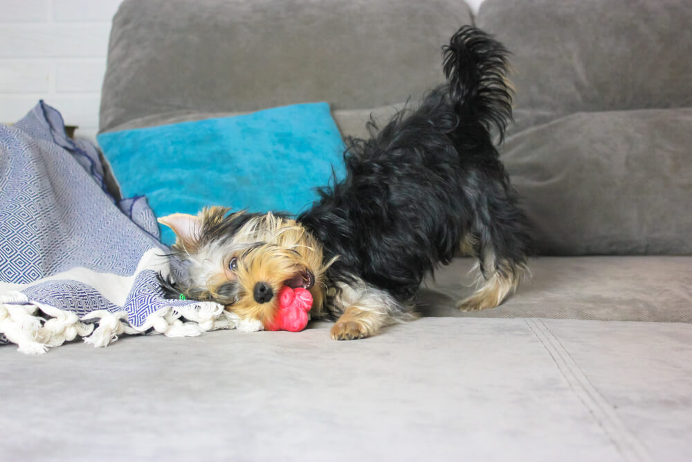 犬の表情や仕草で気持ちを見分ける