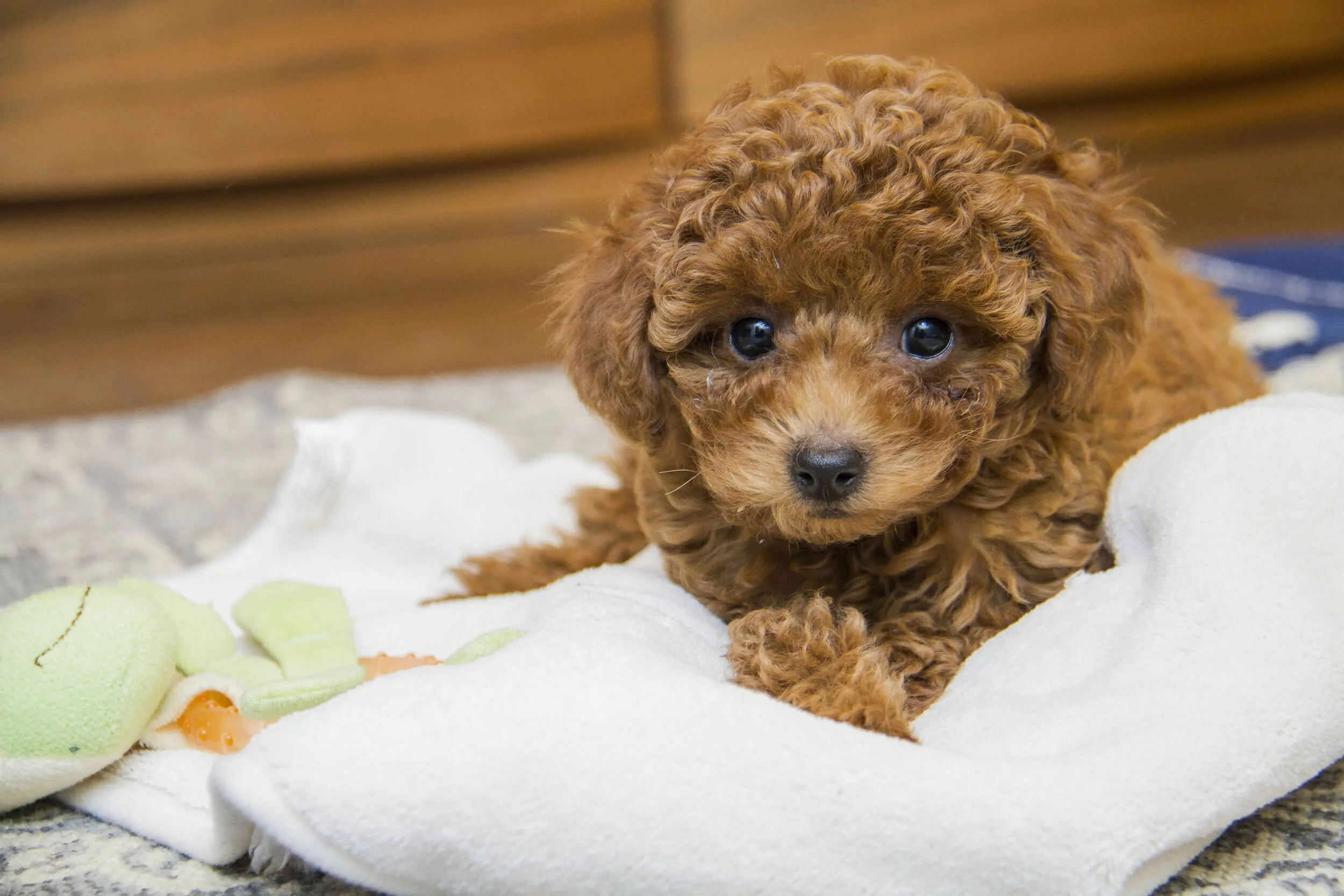 食べ物 犬 ダメ な