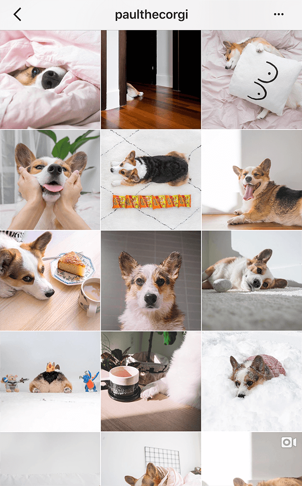 愛犬の写真でinstagramのフォロワーを増やすコツとは ペットニュースストレージ ペット ファミリー損保