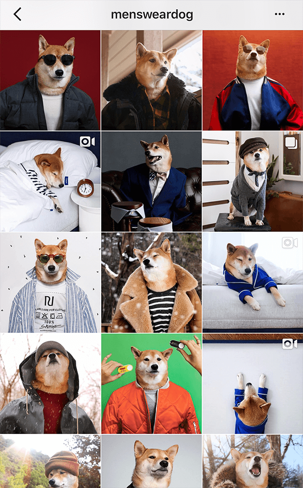 愛犬の写真でinstagramのフォロワーを増やすコツとは ペットニュースストレージ ペット ファミリー損保