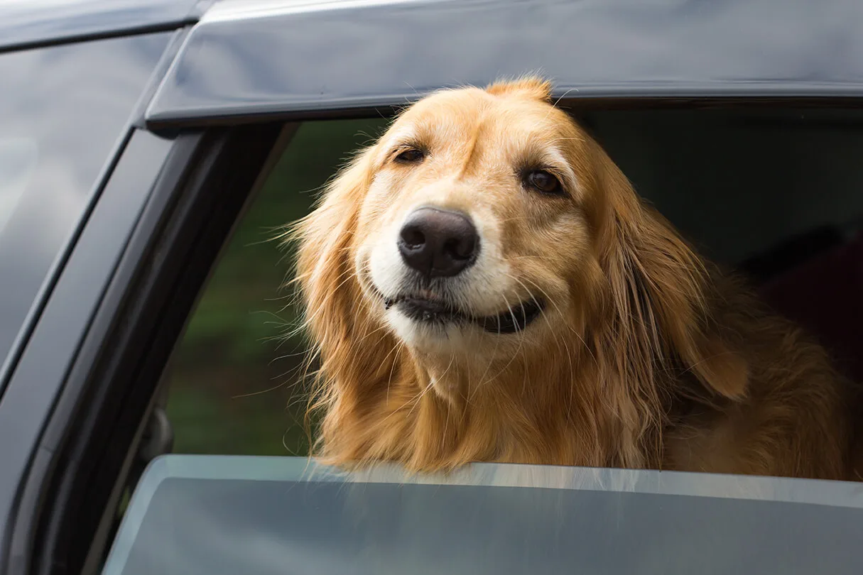 獣医師監修 犬が車酔いをする理由と予防策 ペットニュースストレージ ペット ファミリー損保