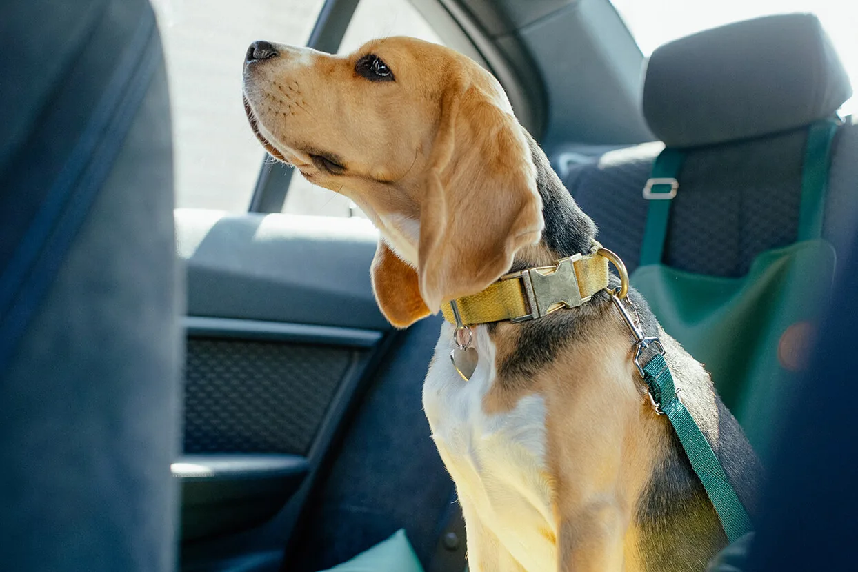 酔い 犬 車